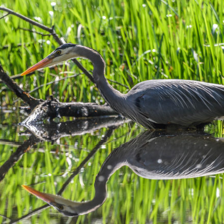 Wetland Preservation