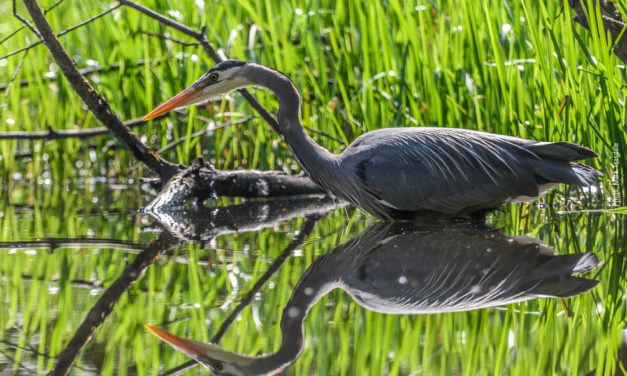 Wetland Preservation