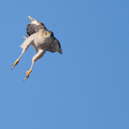 Bridger Mountains Raptor Survey