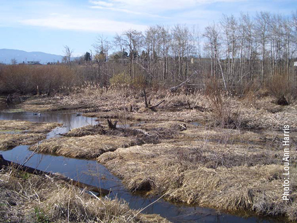Wetland Preservation