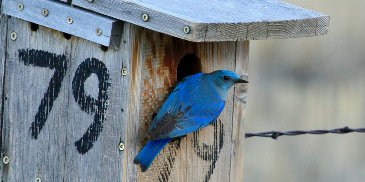 Sponsor a Bluebird Box in 2025!