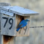 Sponsor a Bluebird Box in 2025!