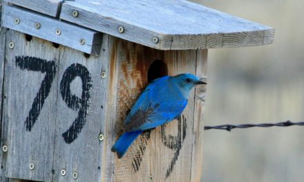 Sponsor a Bluebird Box in 2025!