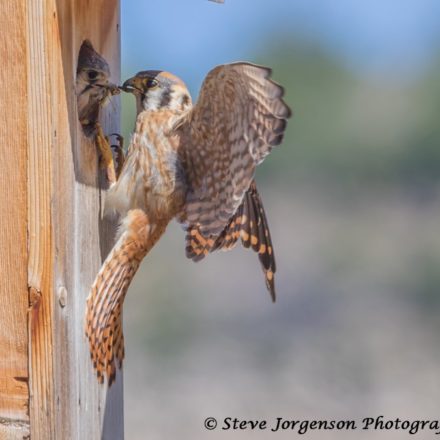 Kestrel Nest Box Project