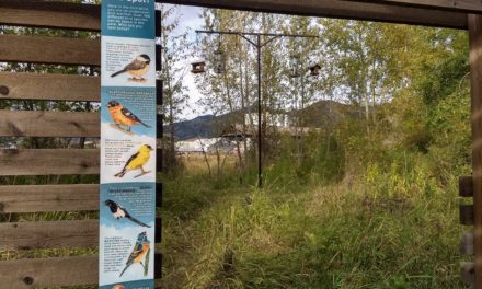 Story Mill Community Park Bird-Feeding Station