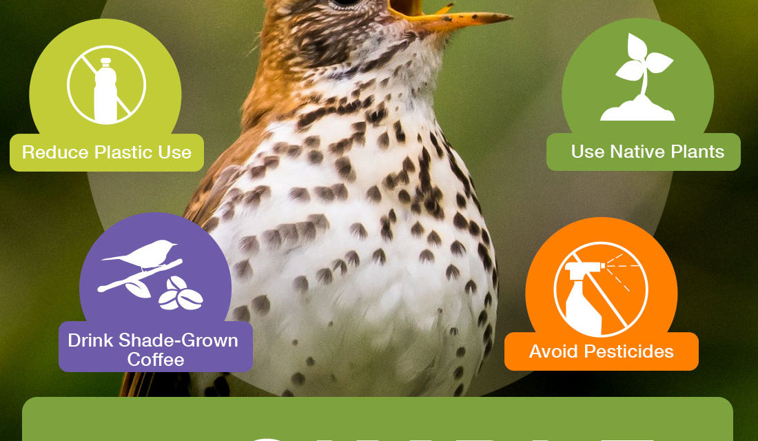 7 Simple Actions to Help Birds - Sacajawea Audubon Society