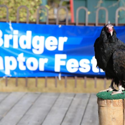 Bridger Raptor Festival