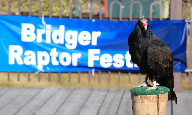 Bridger Raptor Festival