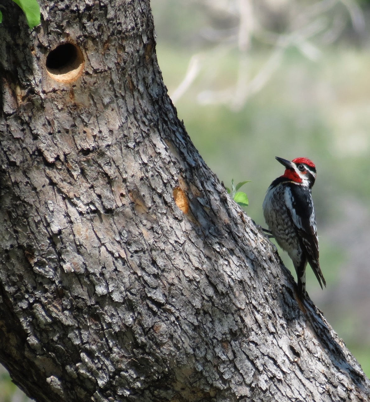 Red-naped Sapsucker by Lou Ann Harris