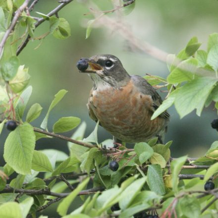 Invite Birds To Your Yard!