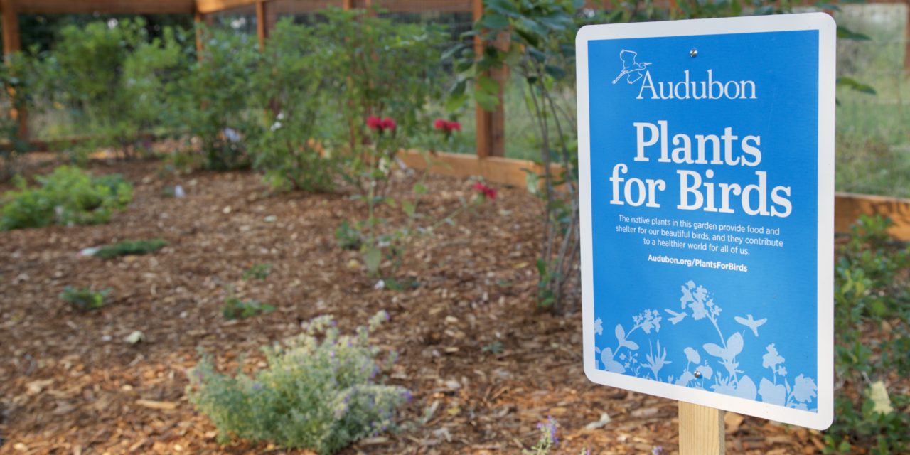 Plants For Birds Demo Garden At Story Mill Park Sacajawea Audubon Society 9377