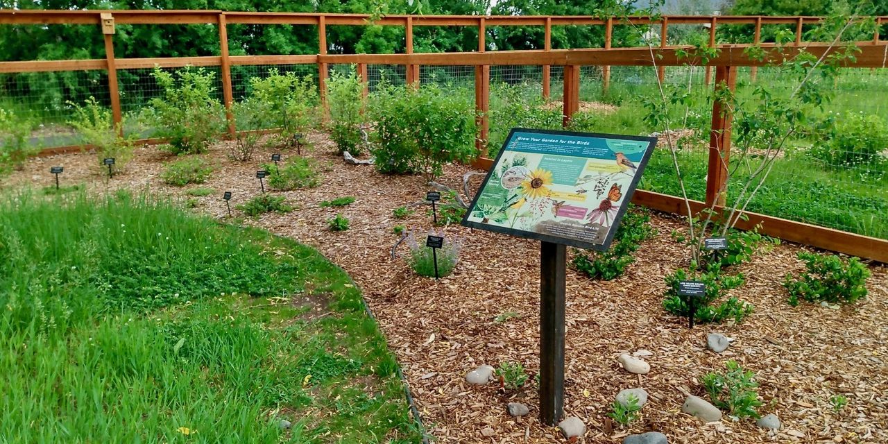Plants For Birds Demo Garden at Story Mill Park