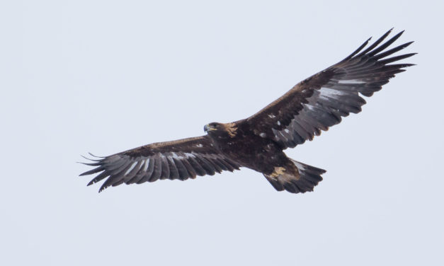 Bridger Mtn Raptor Survey Launches Its 30th Season