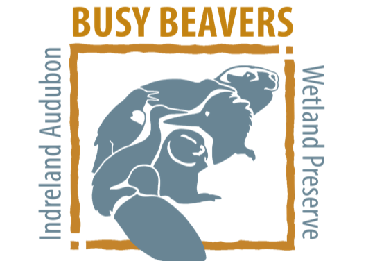 Become A Busy Beaver For Wetlands!