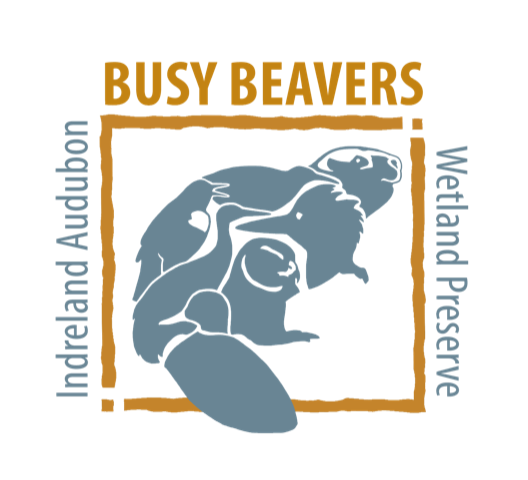 Stewardship at the IAWP: Busy Beavers At Work