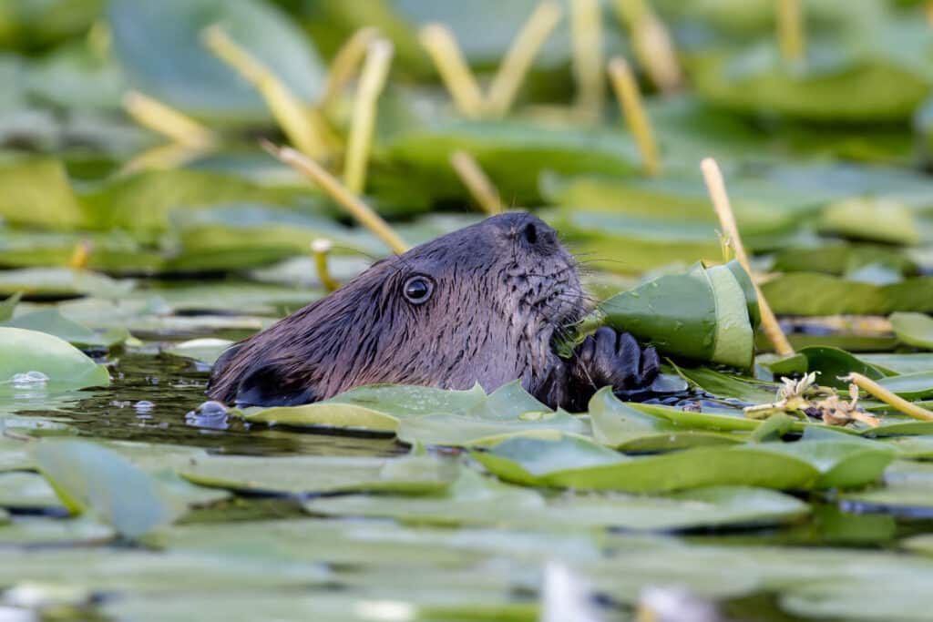 Sacajawea Audubon Society site