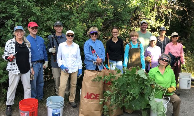 Knocking Out Burdock – 2021 Update