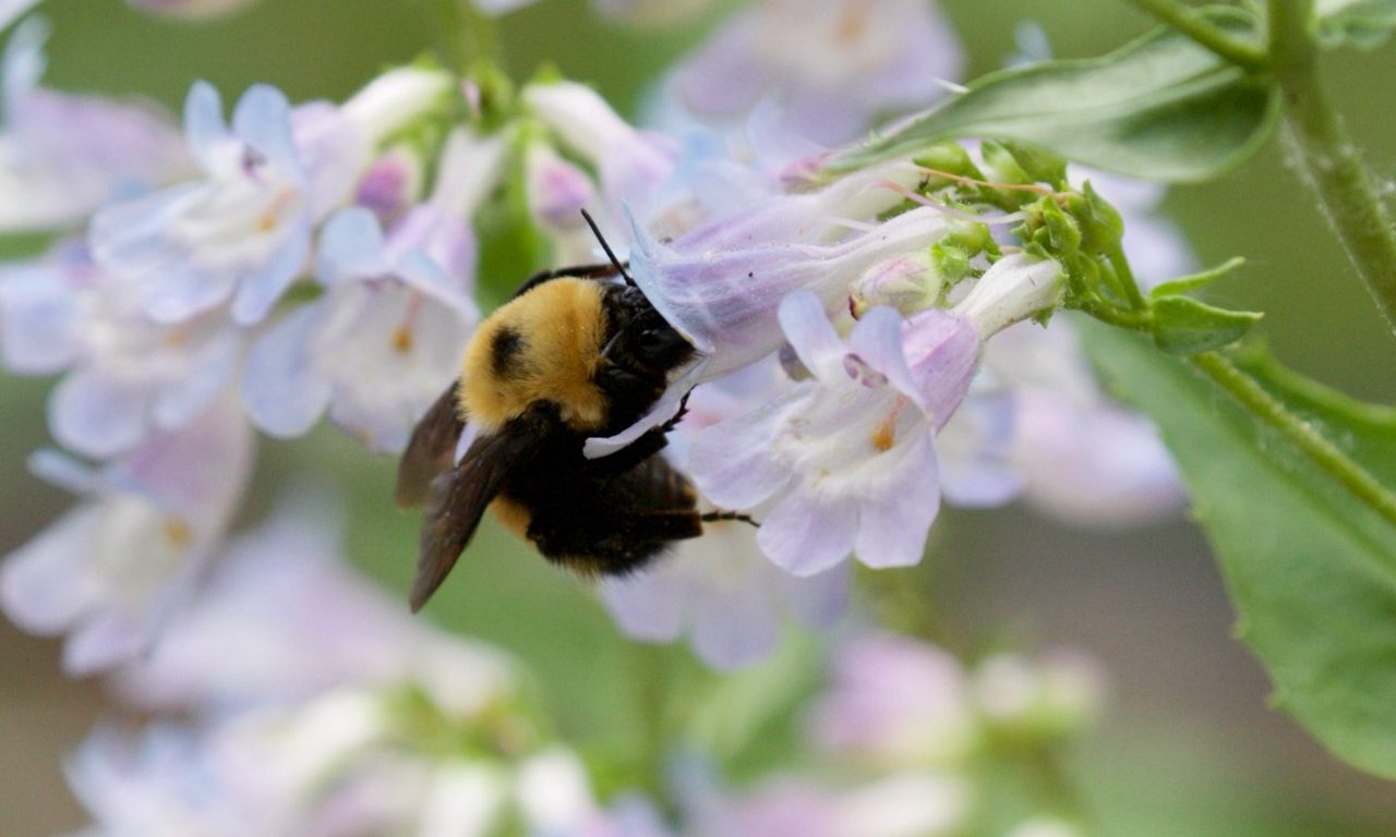 Invite Pollinators To Your Yard