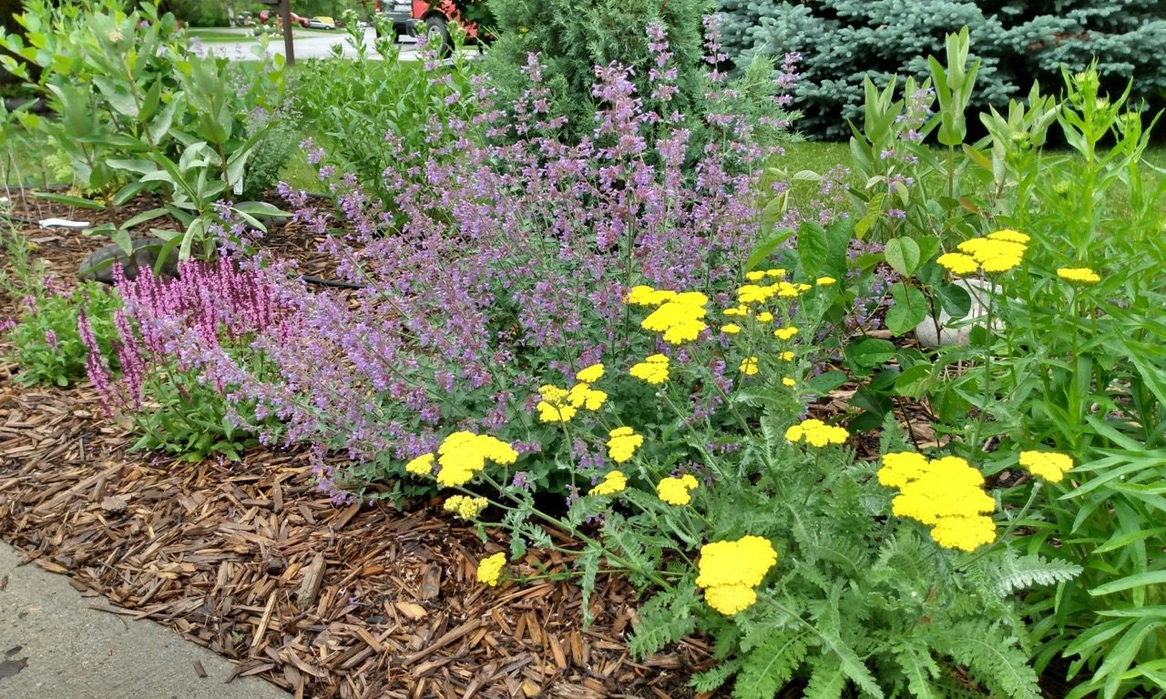 Invite Pollinators To Your Yard