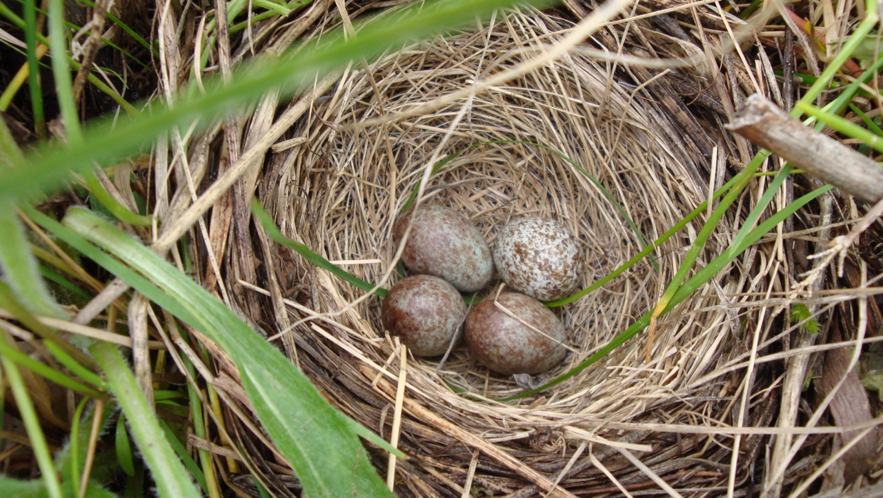 What is a Nest?