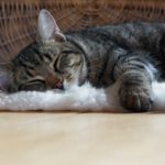Keep Cats Safe Committee Update