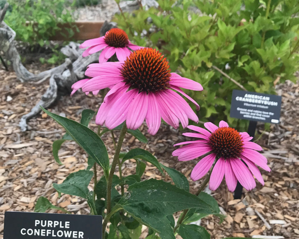 Invite Pollinators To Your Yard