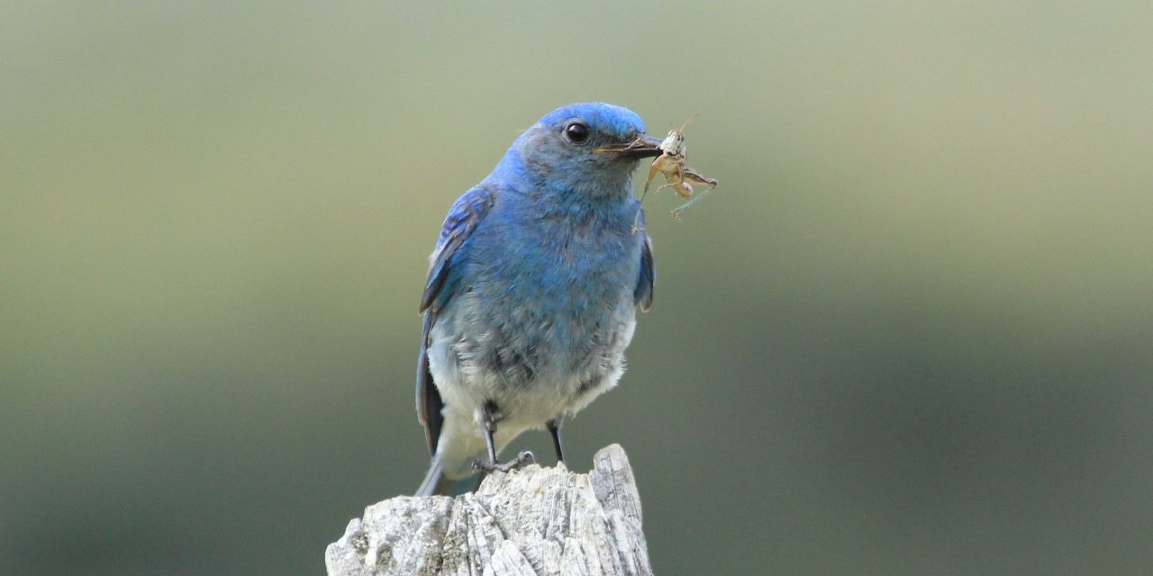 7 Simple Actions to Help Birds
