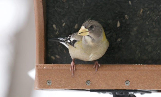 Smart Tips on Bird Feeding