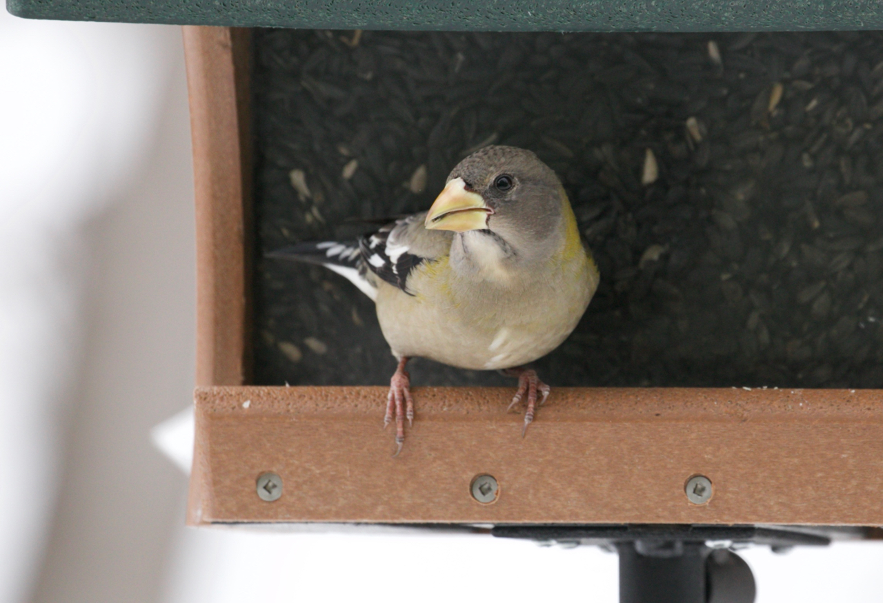 Bird Feeding Tips — Tropical Audubon Society