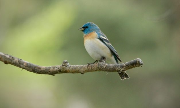 Spring Bird Walks at Story Mill Community Park