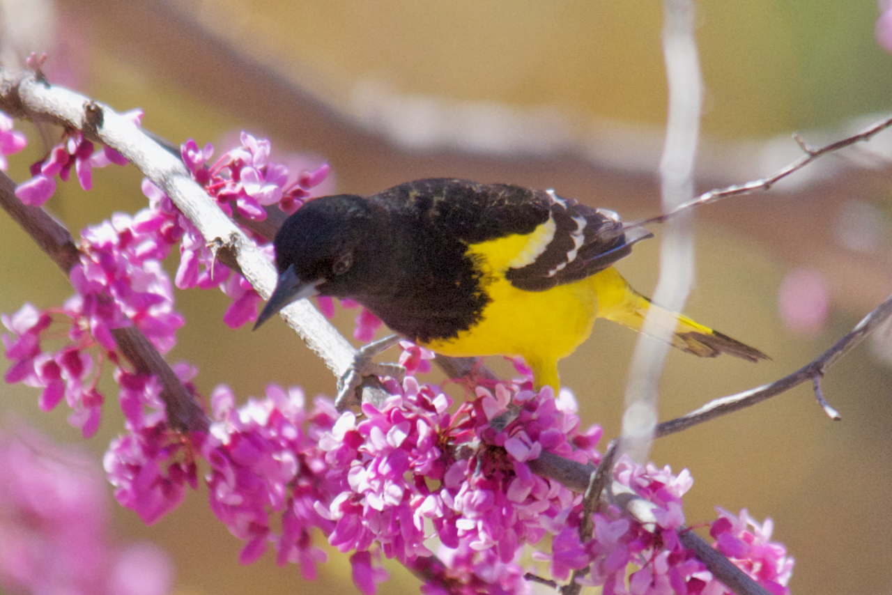 Baltimore Oriole — Madison Audubon