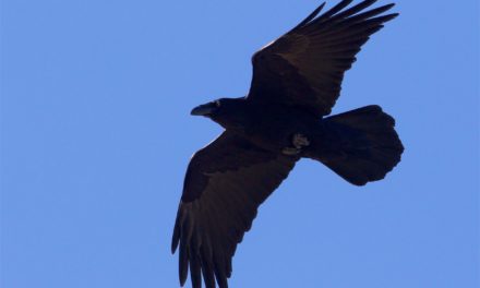 “Think Like A Raven” with John Marzluff – Dec. 11th at the Ellen