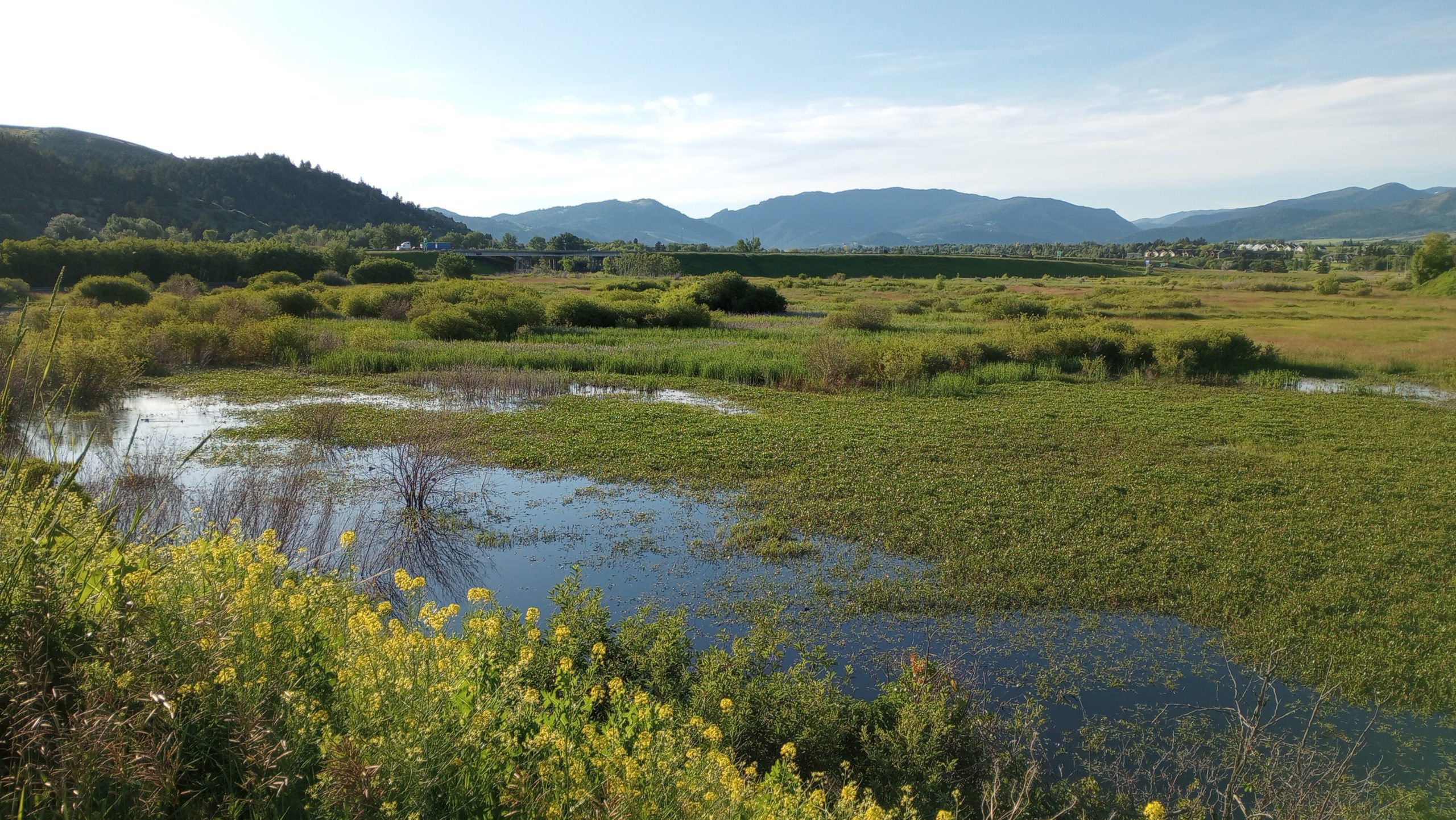 2023 IAWP Avian Point Count Report - Sacajawea Audubon Society