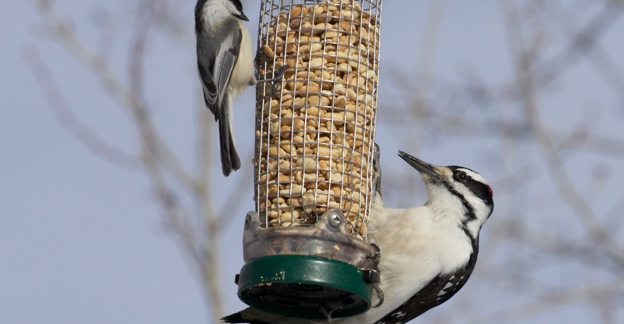 Story Mill Park Feeding Station – 2025