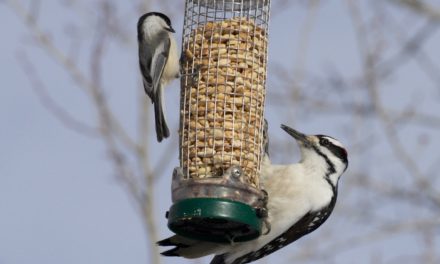 Story Mill Park Feeding Station – 2025