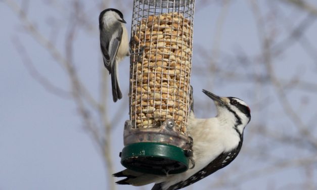 Story Mill Park Feeding Station – 2025