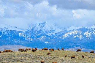 February Program: Starting a Bison Ranch from Scratch in Montana’s Shields Valley