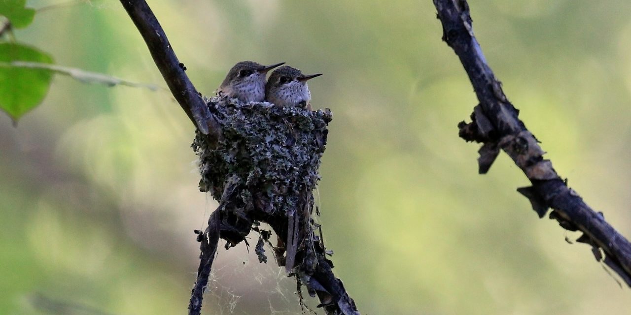 Garden Buzz – Invite Hummingbirds To Your Yard