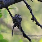 Garden Buzz – Invite Hummingbirds To Your Yard