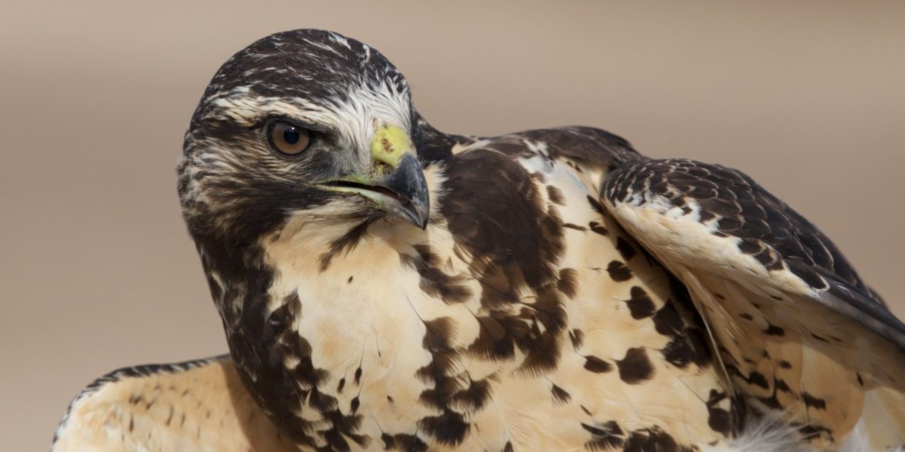 Support the Bridger Mtn. Raptor Survey