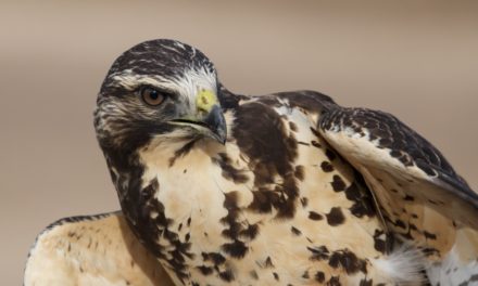 Support the Bridger Mtn. Raptor Survey