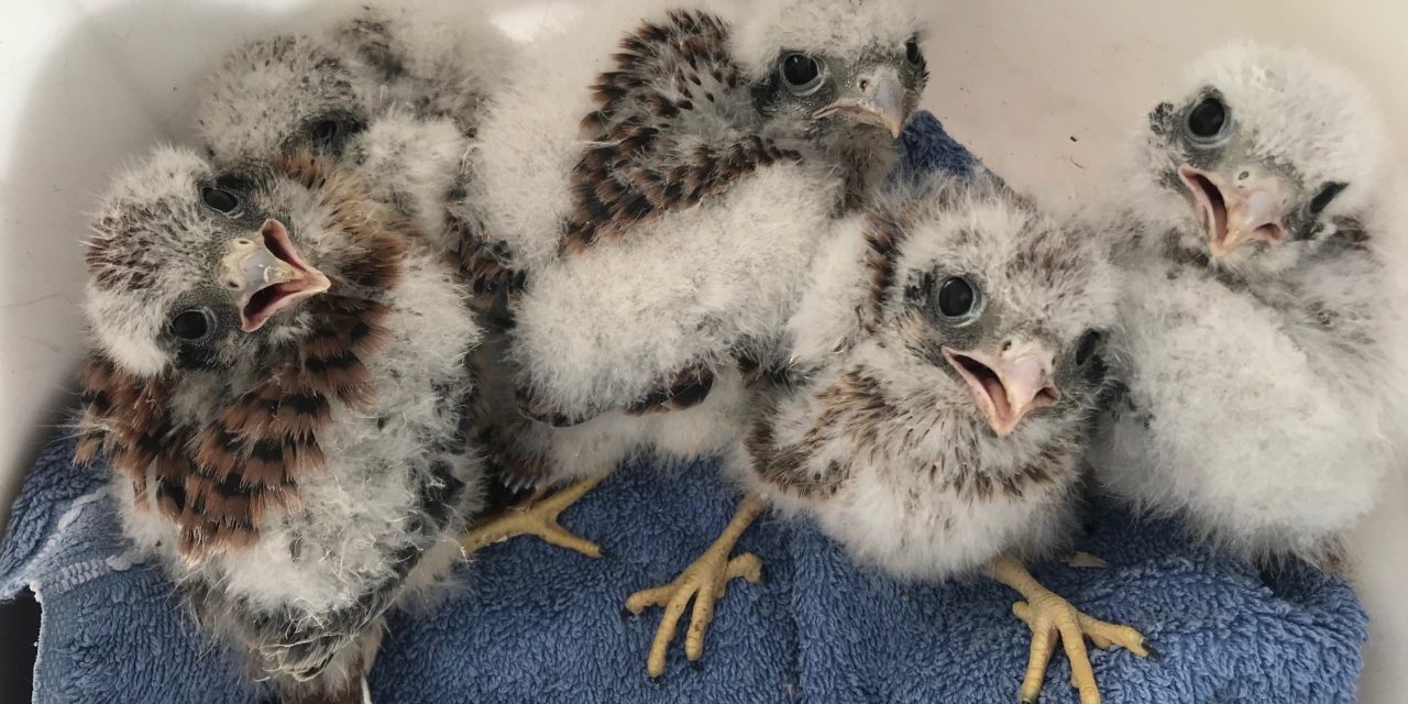 A Great Year For Kestrels (and Owlets)!