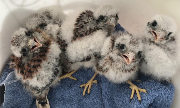 A Great Year For Kestrels (and Owlets)!