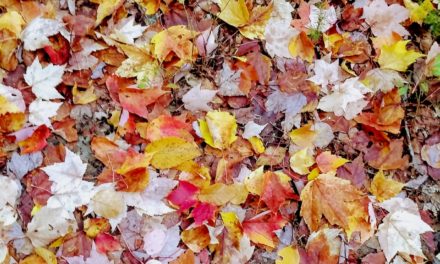 Garden Buzz: Leave The Leaves