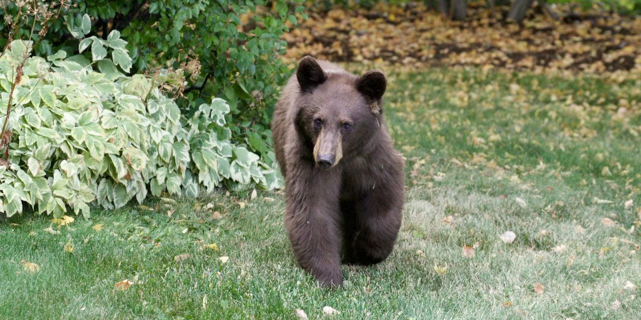 Bears and Bird Feeders