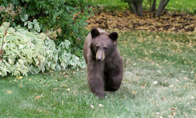 Bears and Bird Feeders