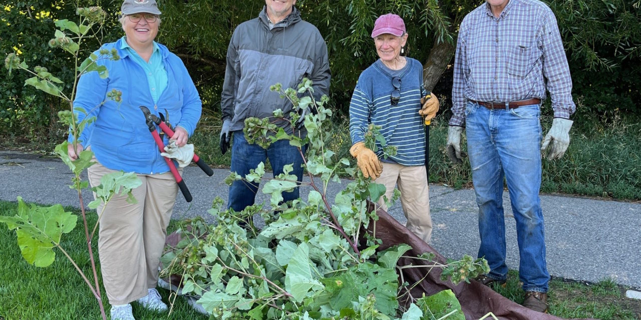 Knock Out Burdock Campaign Expands