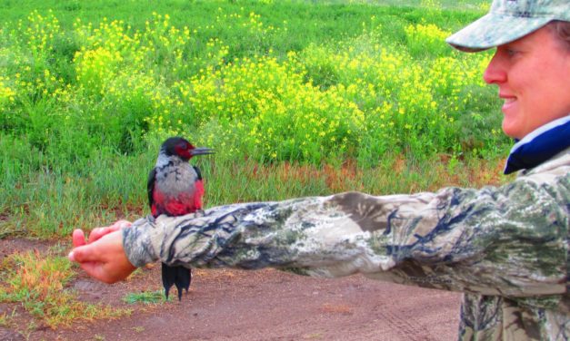 Nov. 11th Program: Research and Restoration on the Bitterroot’s MPG Ranch