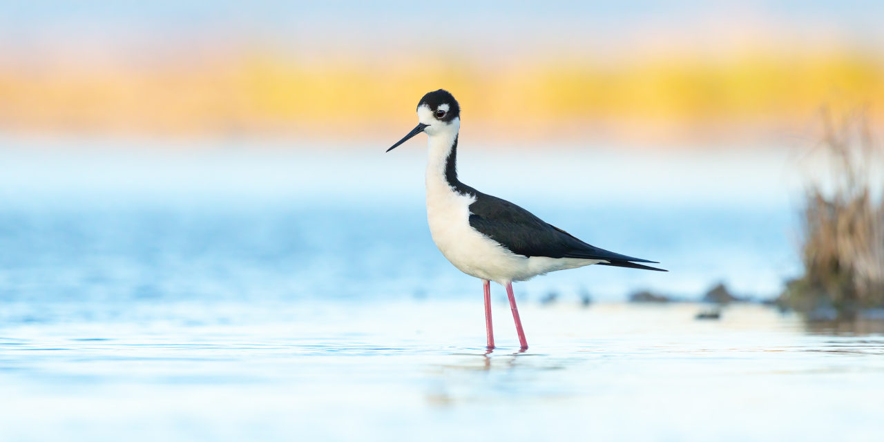 Buy a Montana Migratory Bird License, help protect wetland habitat