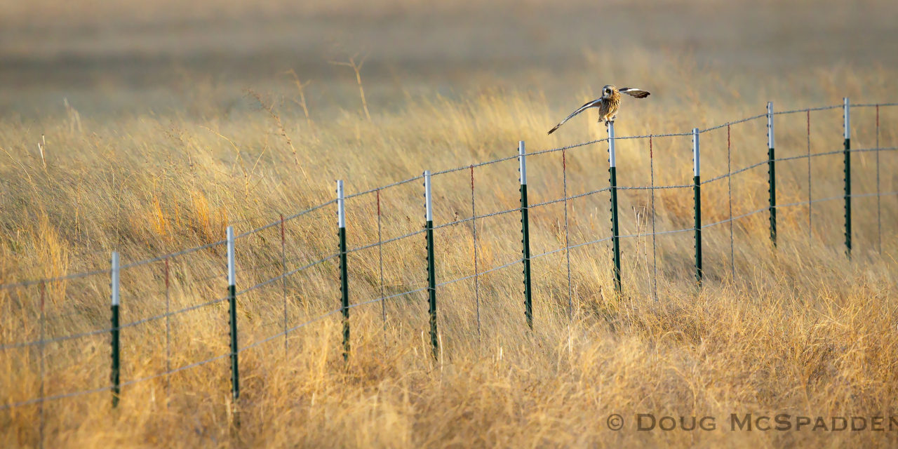 Applications available for FWP’s Habitat Conservation Lease Program